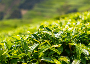 Rwanda Mountain Tea